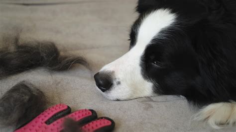 do border collies moult